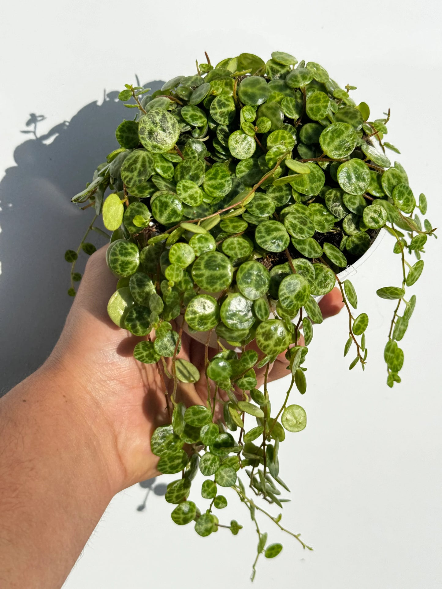 String of Turtles