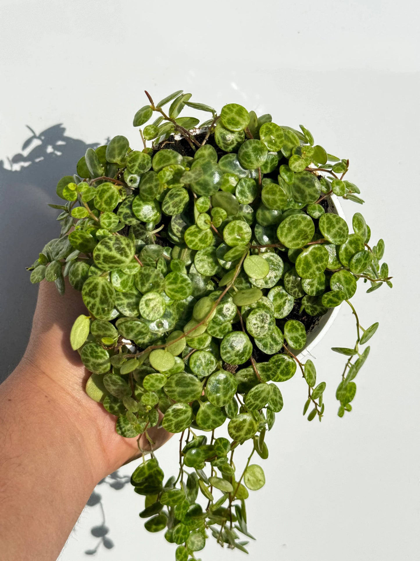 String of Turtles