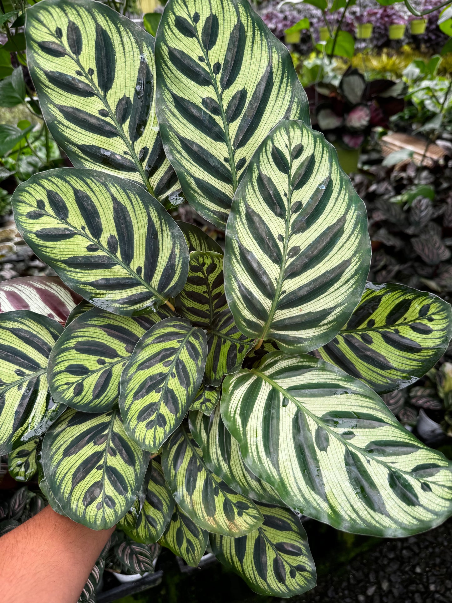 Calathea Peacock