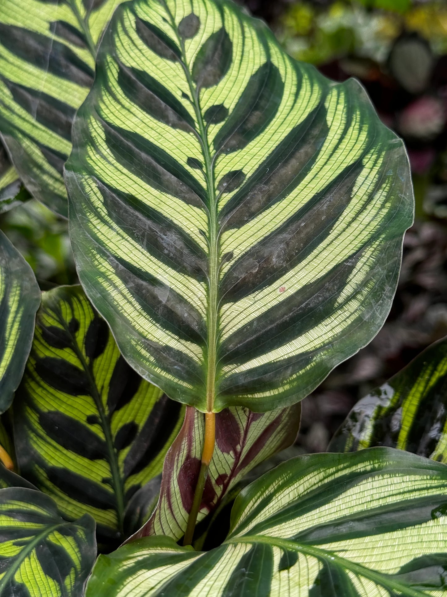 Calathea Peacock