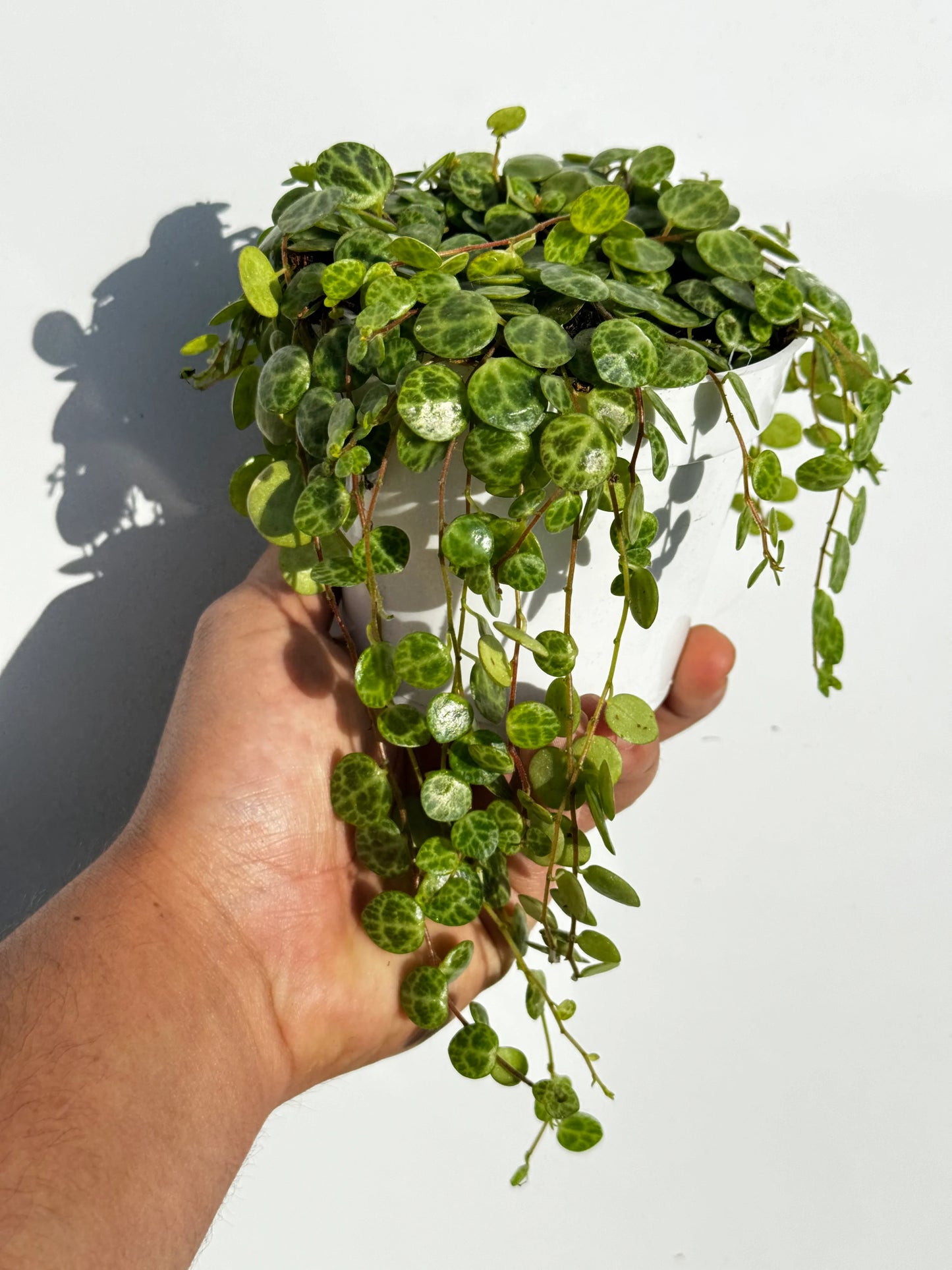 String of Turtles