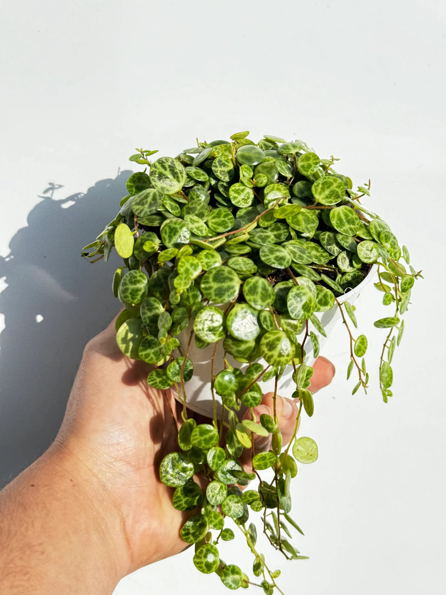String of Turtles