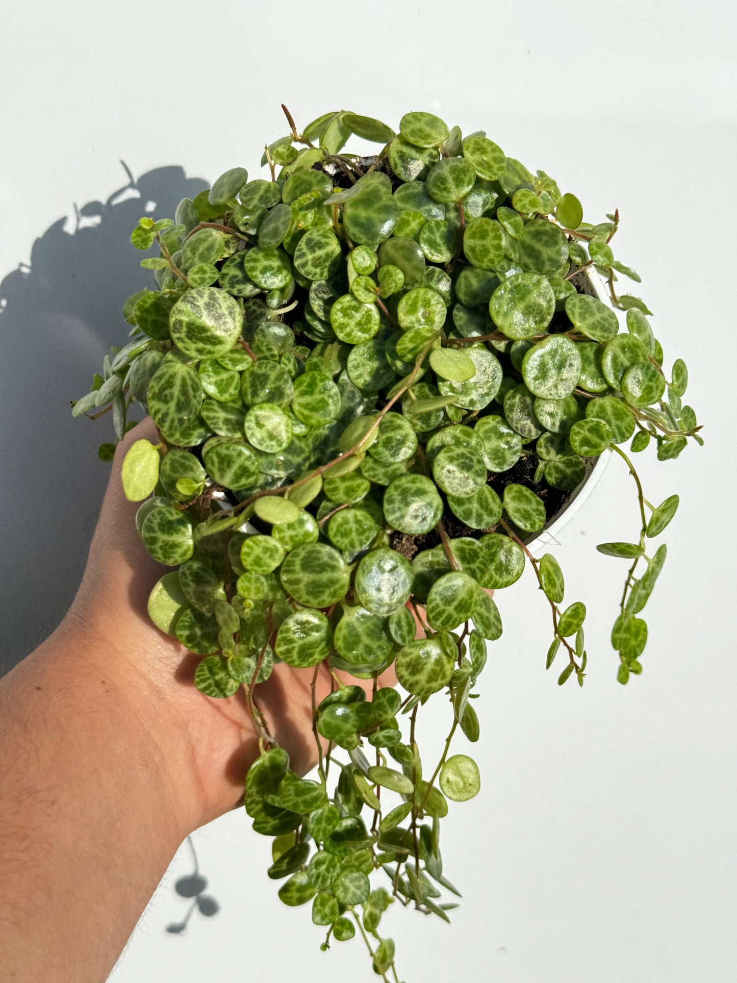 String of Turtles