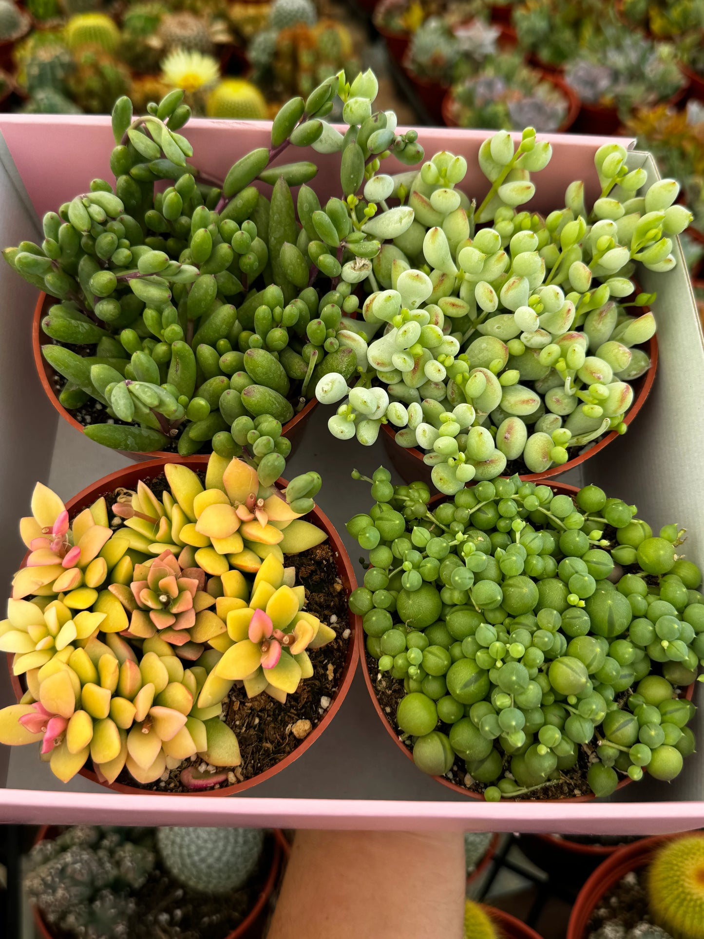 Succulents Box of 4 Succulents