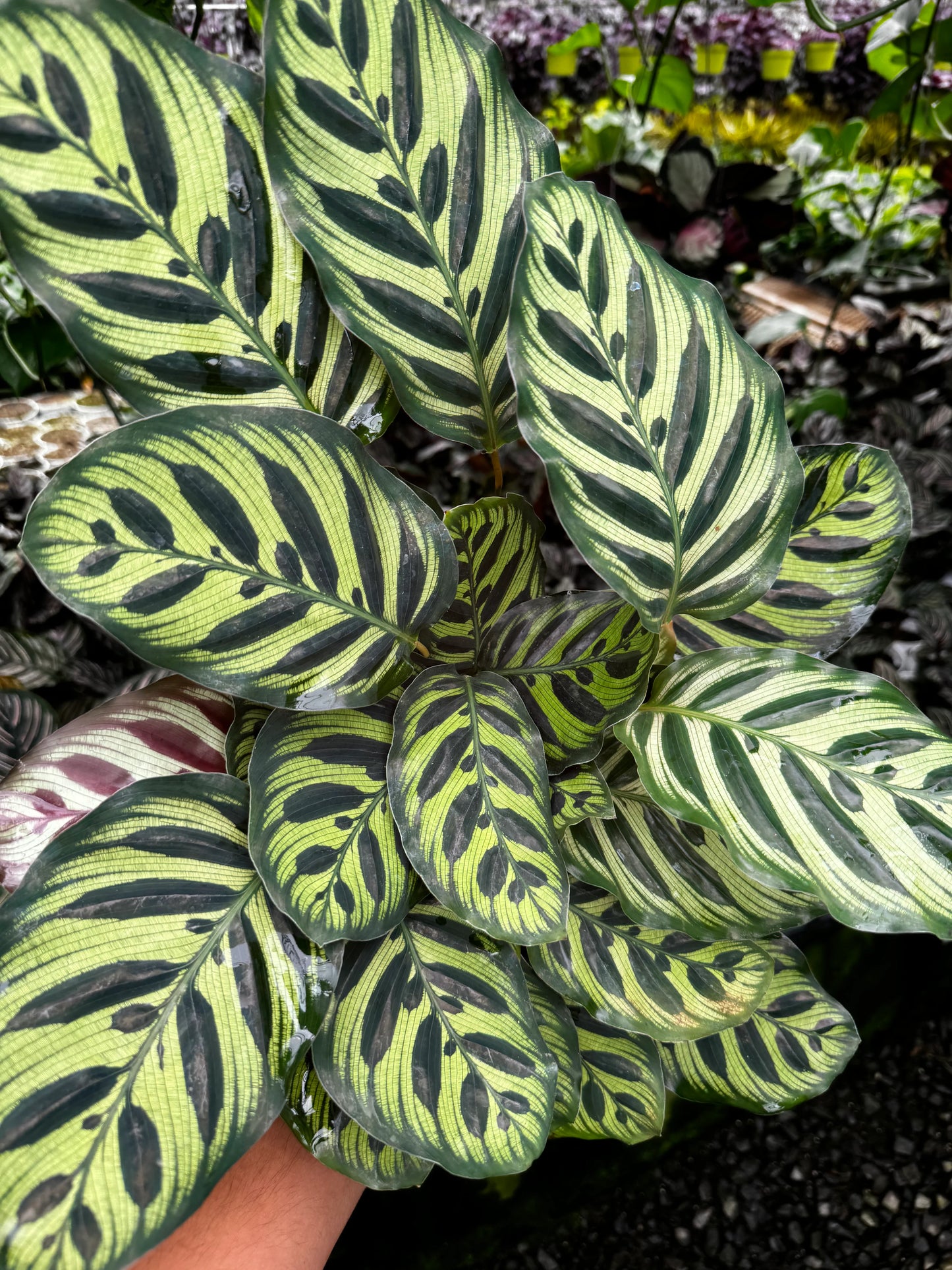 Calathea Peacock