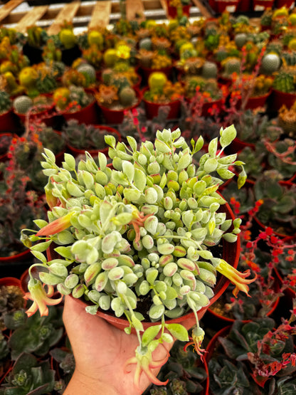 Cotyledon Pendens