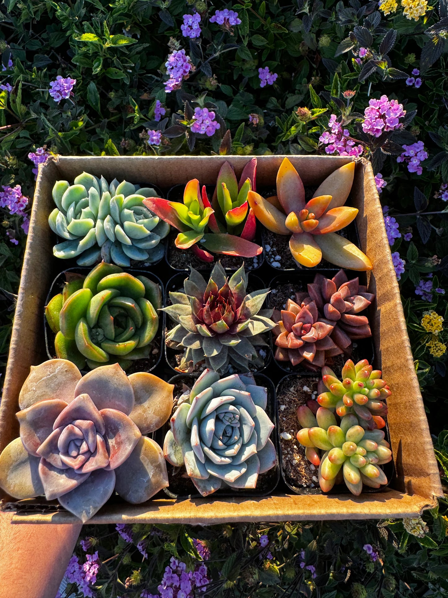 Mystery Box of 9 Succulents