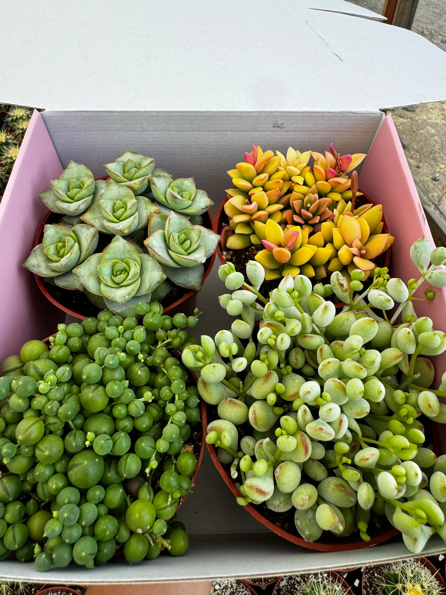 Succulents Box of 4 Succulents