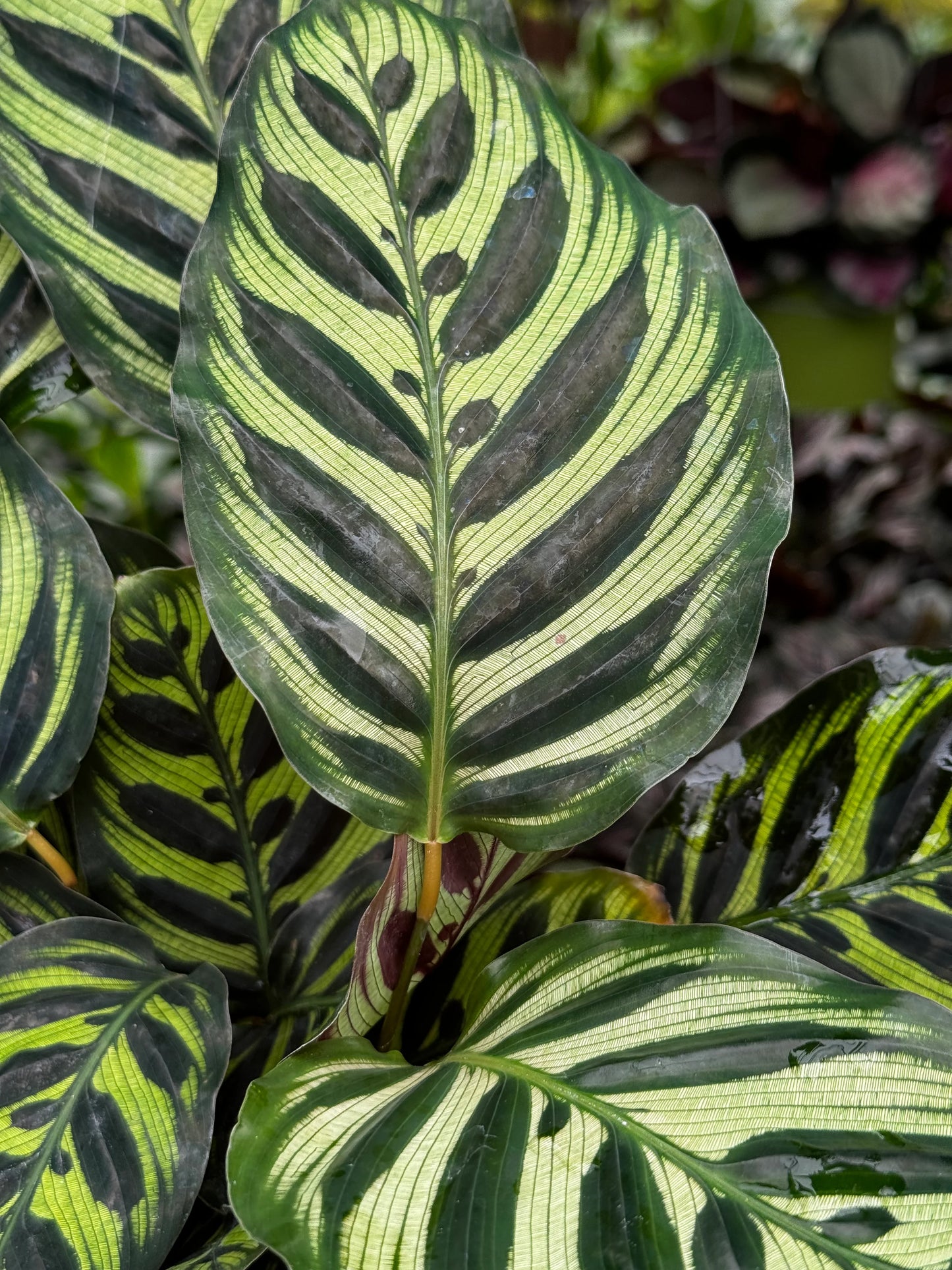 Calathea Peacock