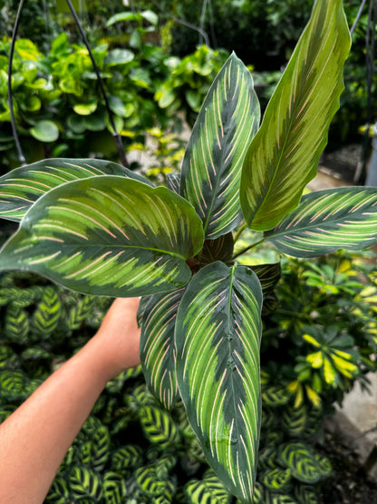 Calathea Beauty Star