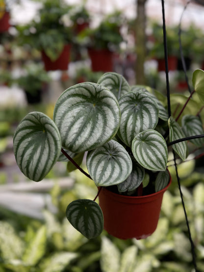 Peperomia Watermelon