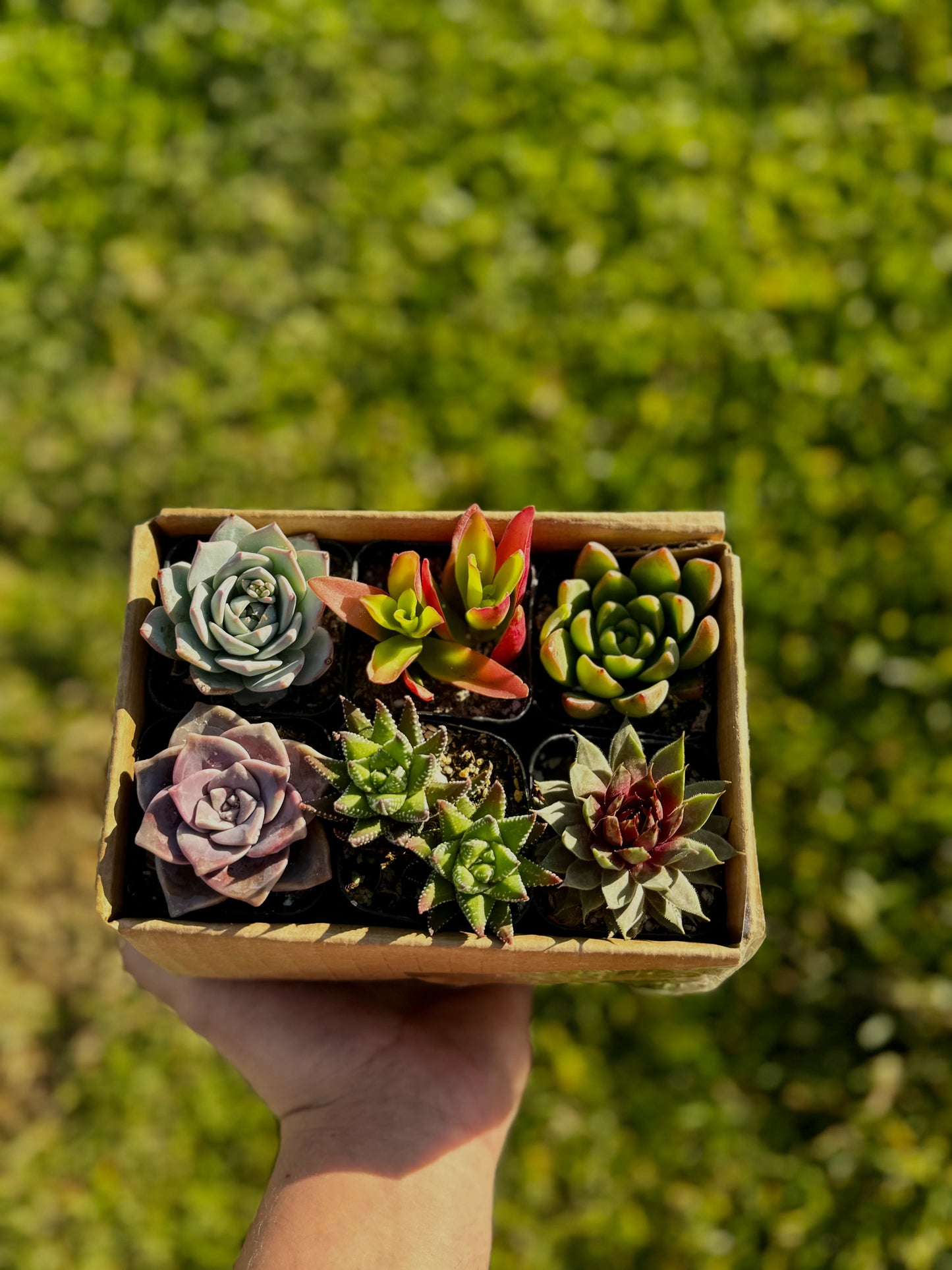 Mystery Box of 6 Succulents