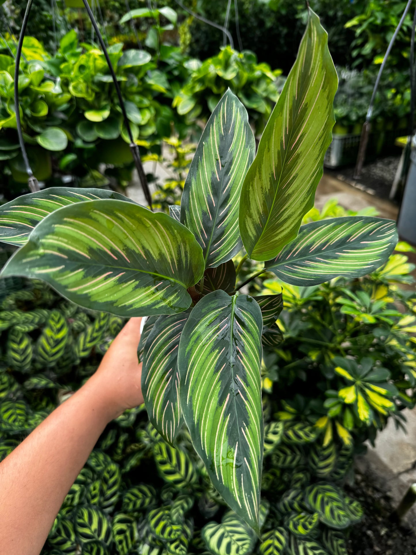 Calathea Beauty Star