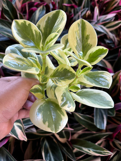 Peperomia Optican Bicolor