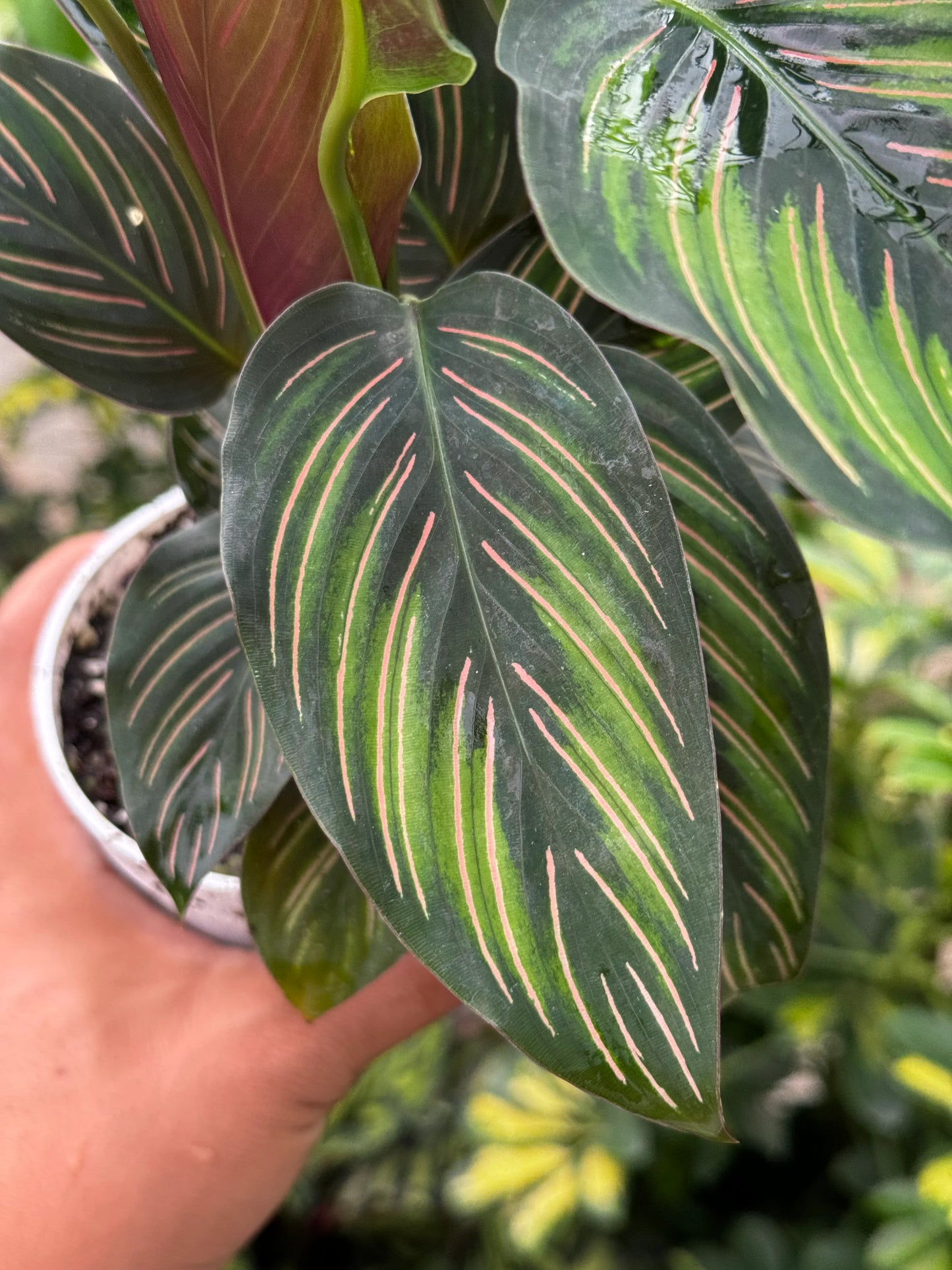 Calathea Beauty Star