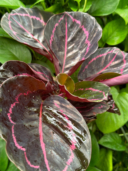 Calathea Dottie