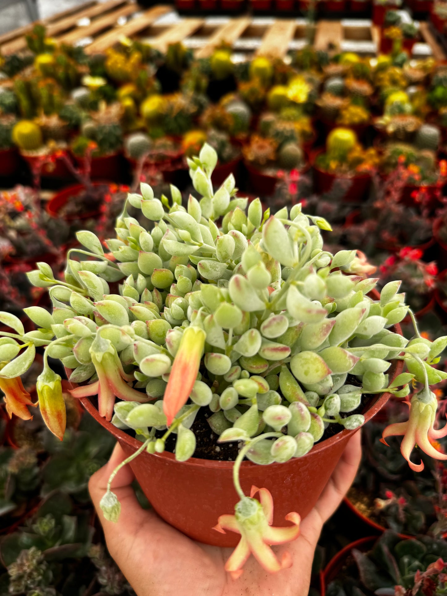 Cotyledon Pendens