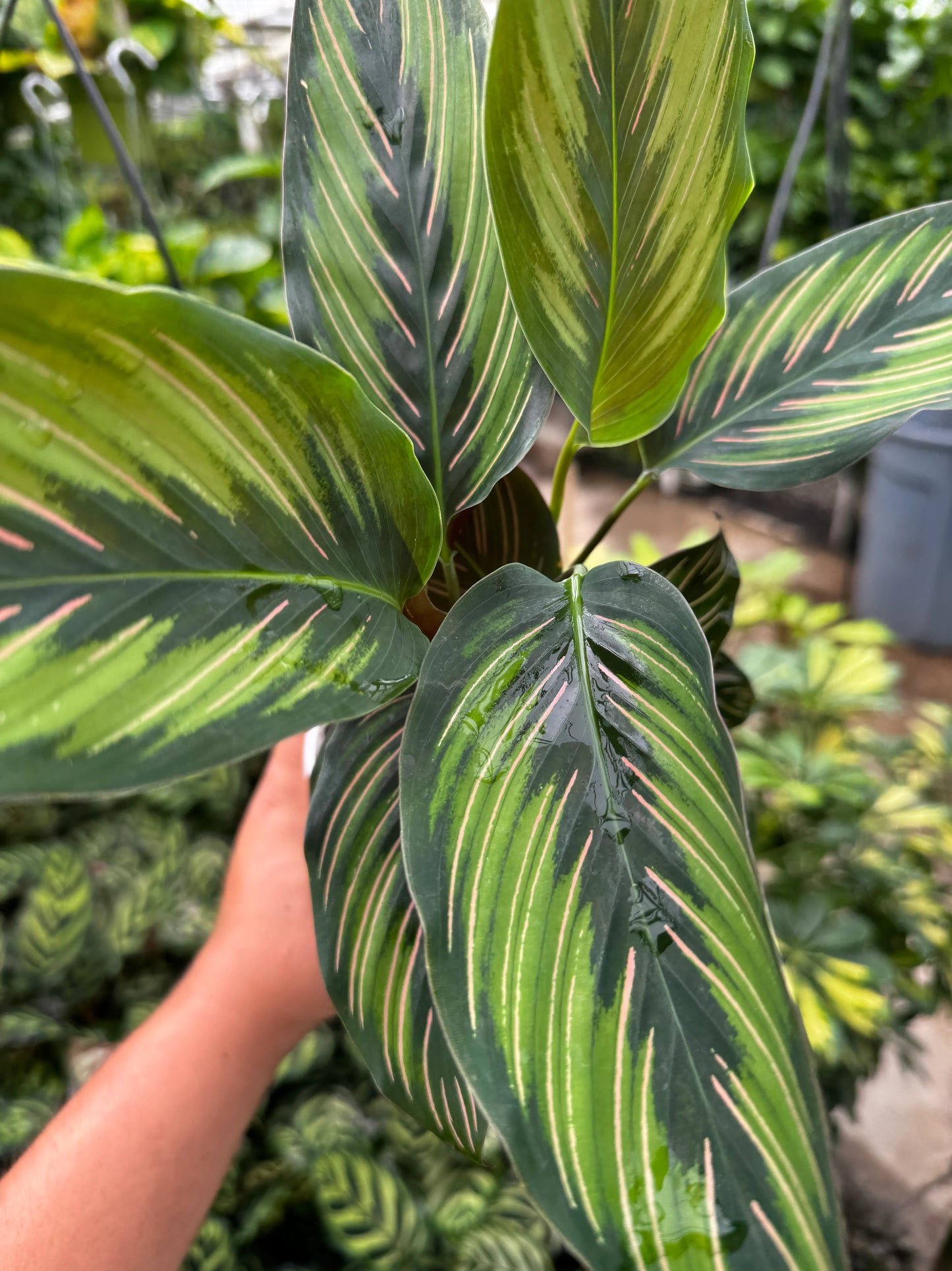 Calathea Beauty Star