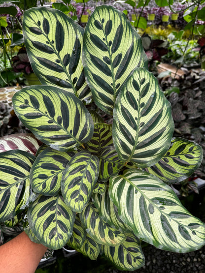 Calathea Peacock