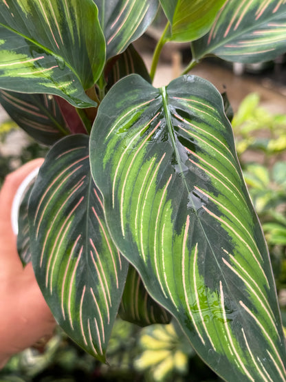 Calathea Beauty Star