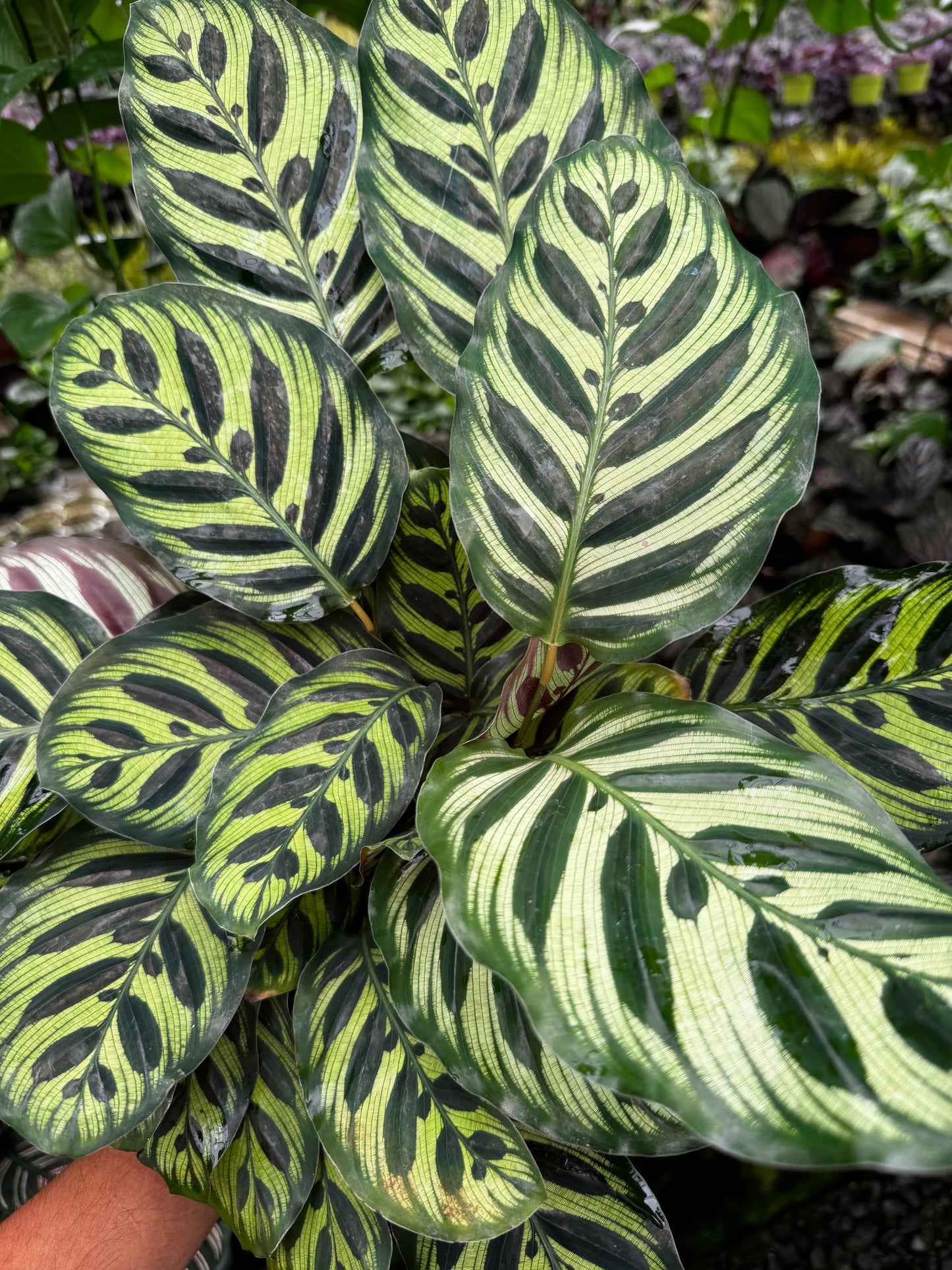 Calathea Peacock