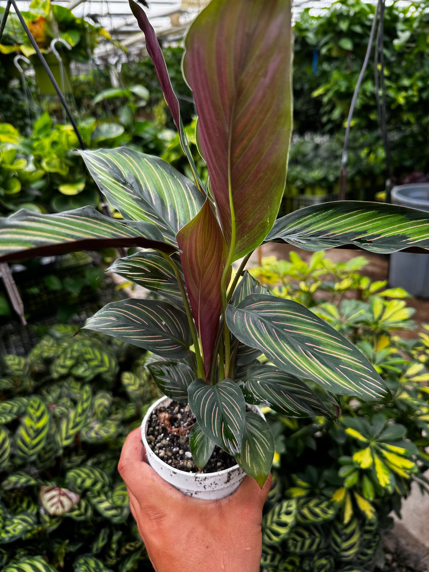 Calathea Beauty Star