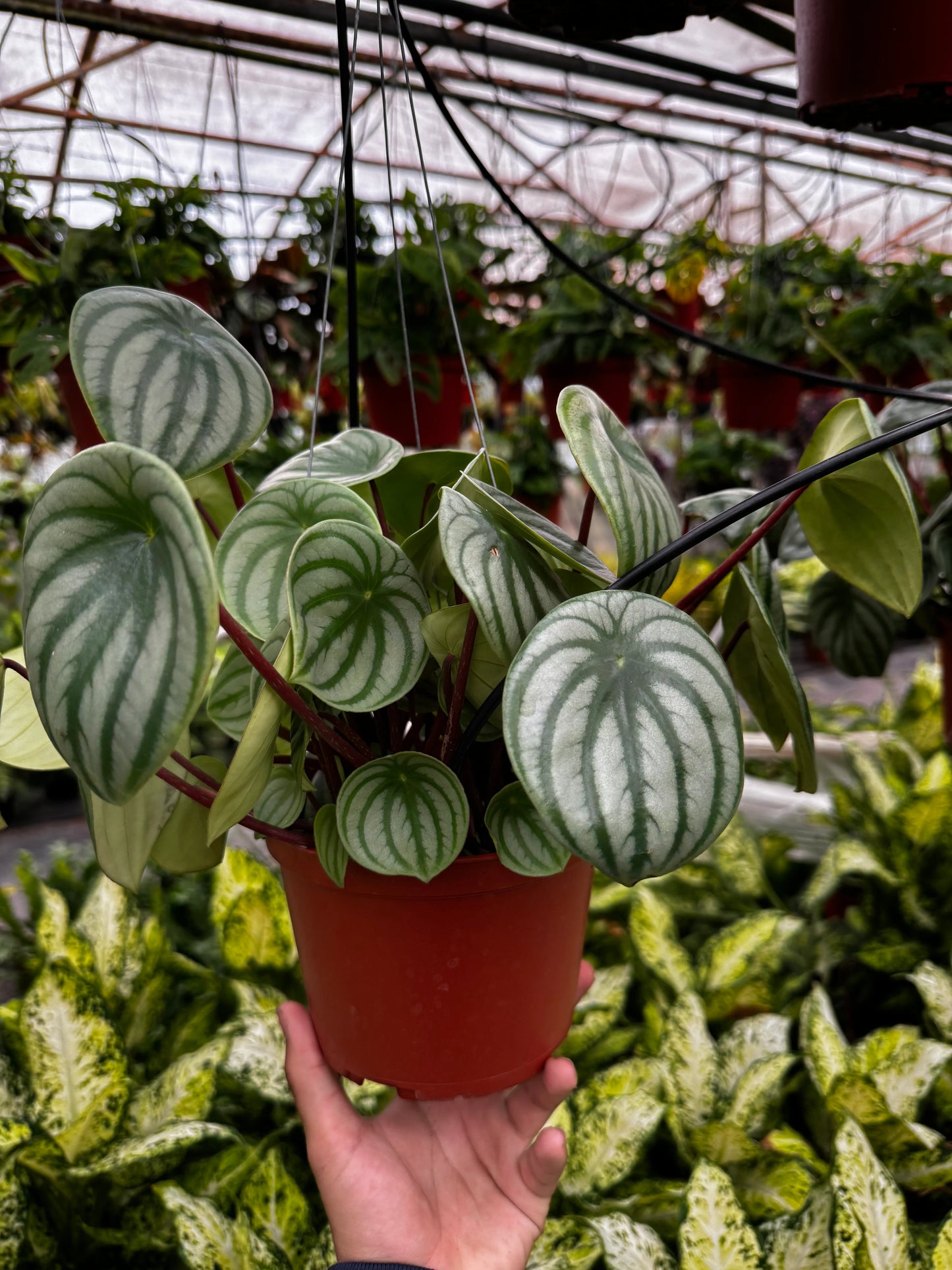 Peperomia Watermelon