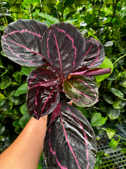 Calathea Dottie