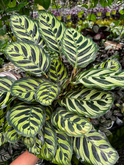 Calathea Peacock