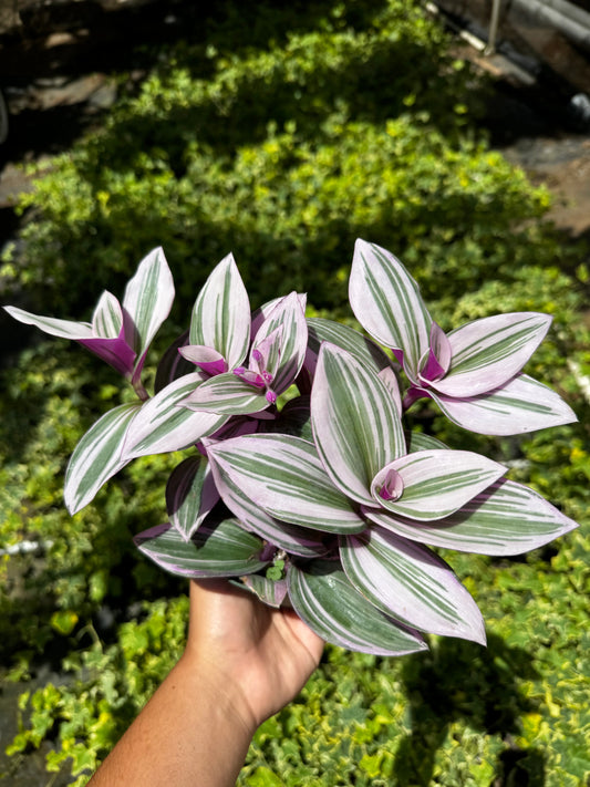 Tradescantia Nanouk