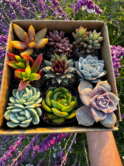 Mystery Box of 9 Succulents