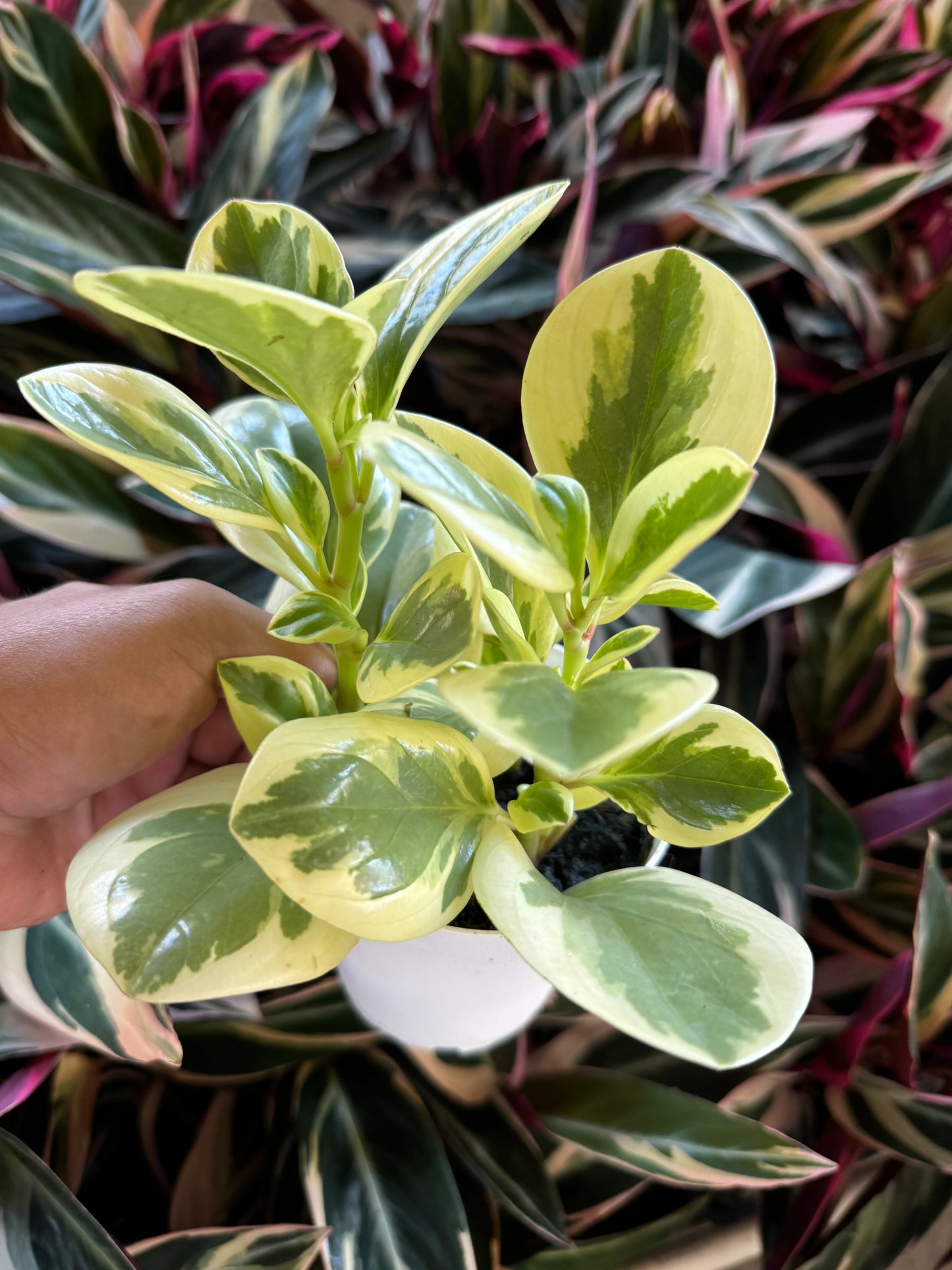 Peperomia Optican Bicolor