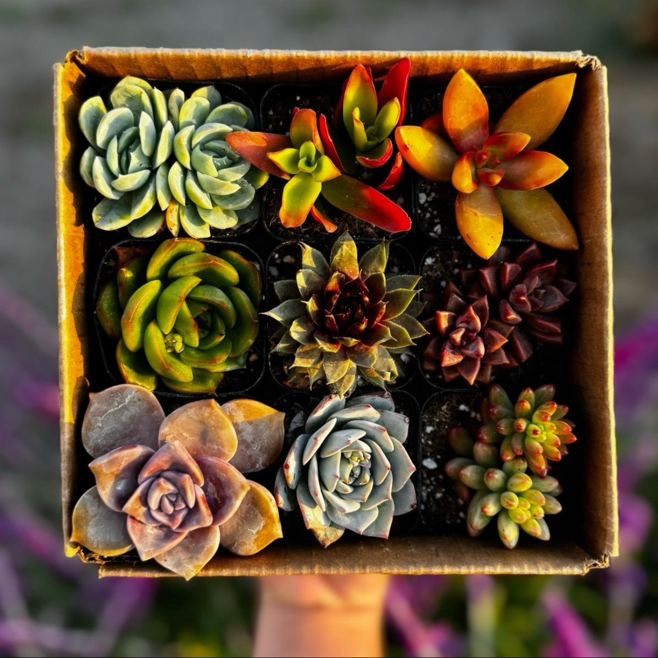 Mystery Box of 9 Succulents