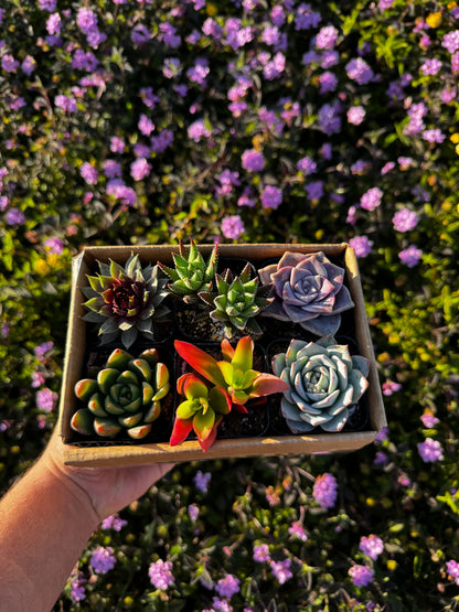 Mystery Box of 6 Succulents