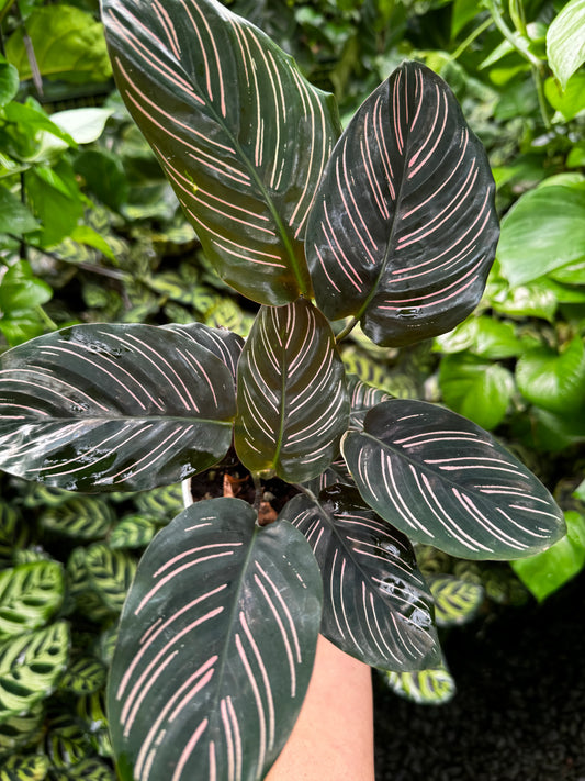 Calathea Ornata