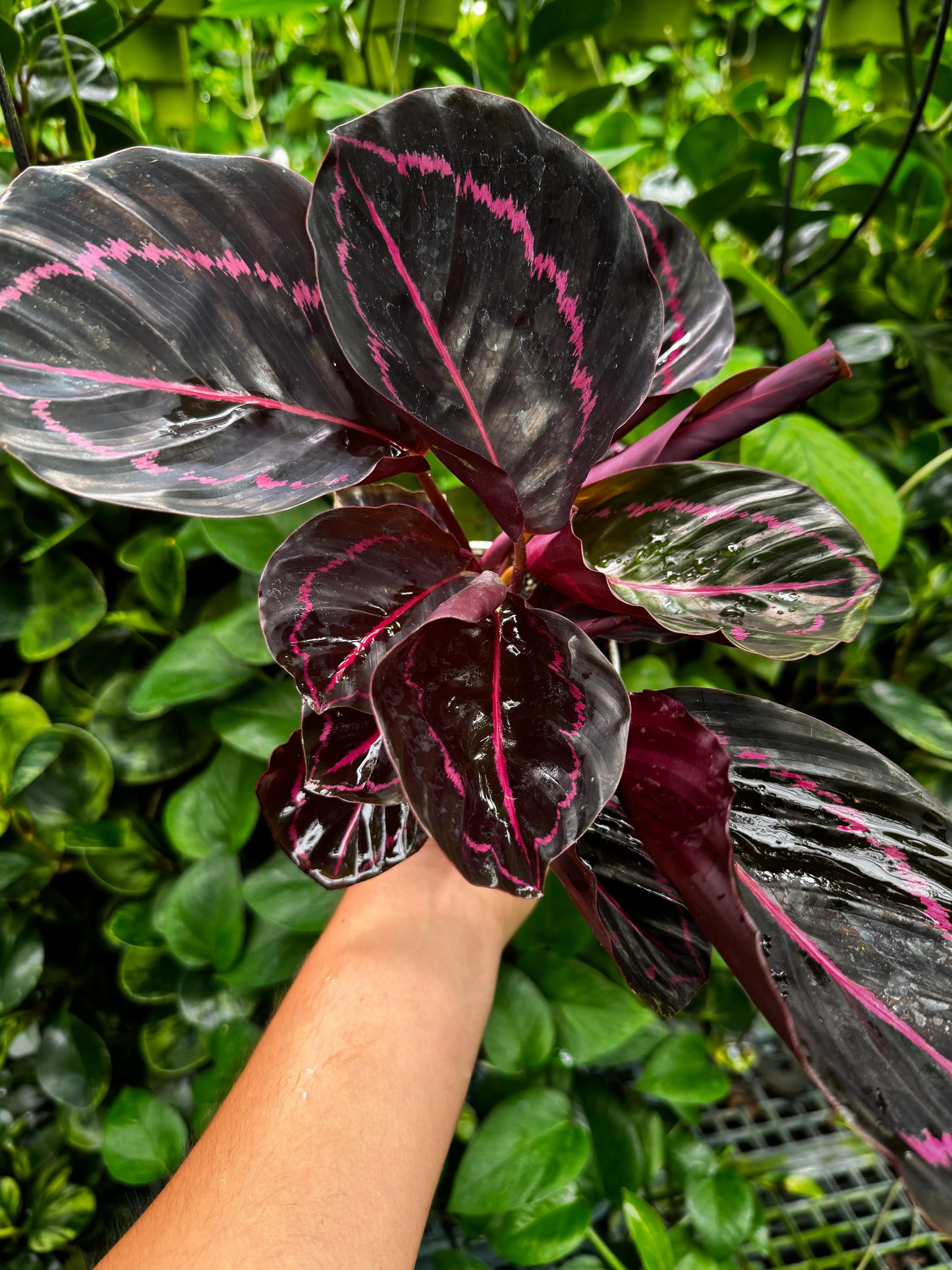 Calathea Dottie