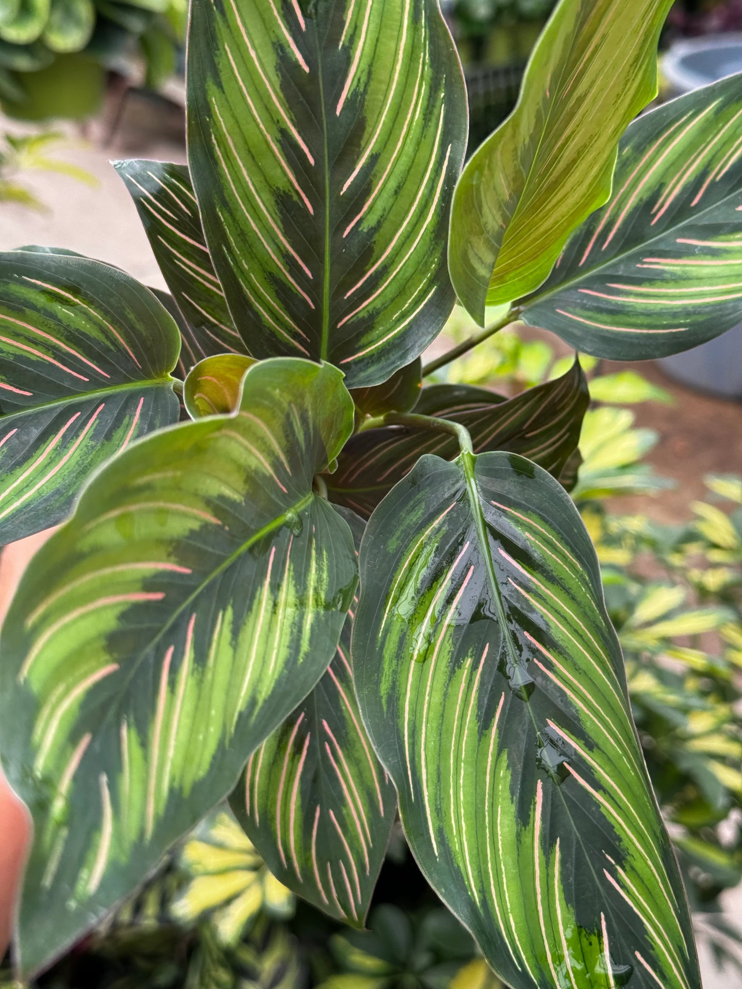 Calathea Beauty Star