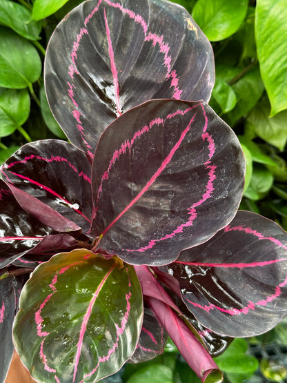 Calathea Dottie