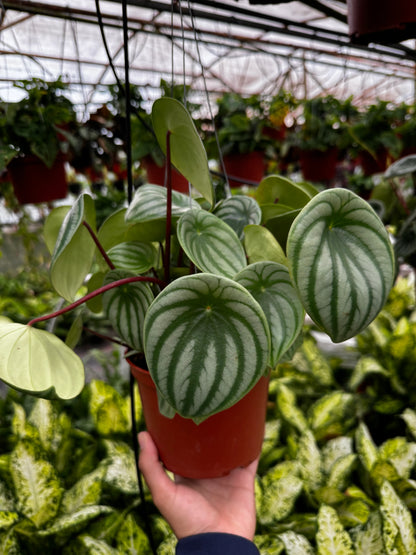 Peperomia Watermelon