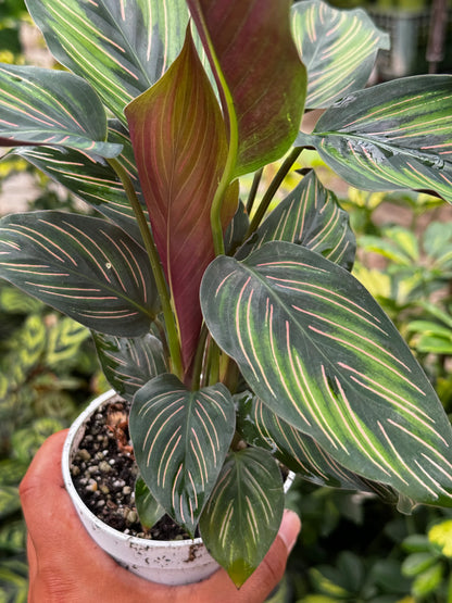 Calathea Beauty Star