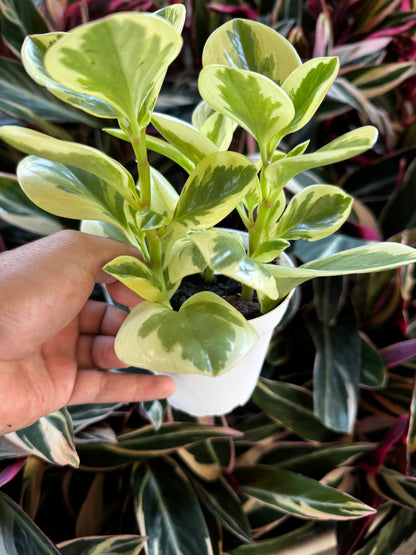 Peperomia Optican Bicolor