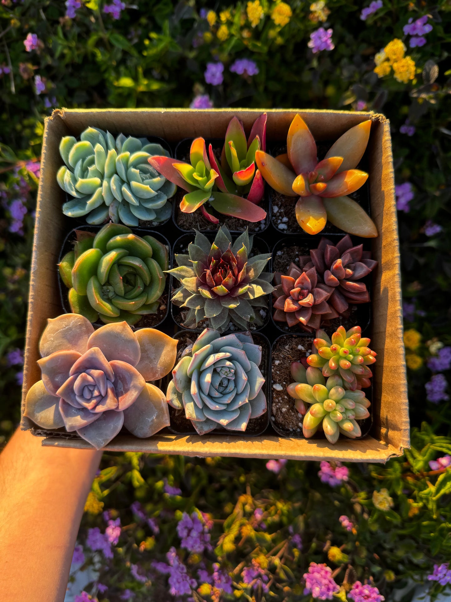 Mystery Box of 9 Succulents