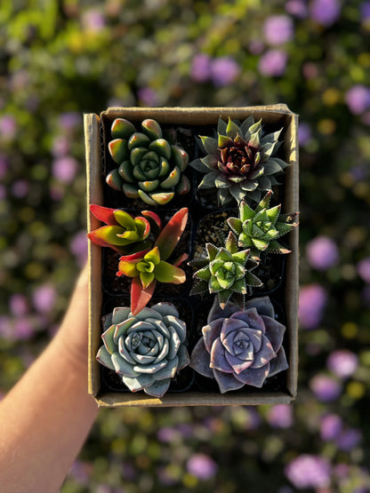 Mystery Box of 6 Succulents