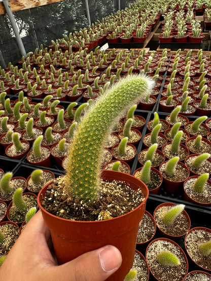 Monkey Tail Cactus