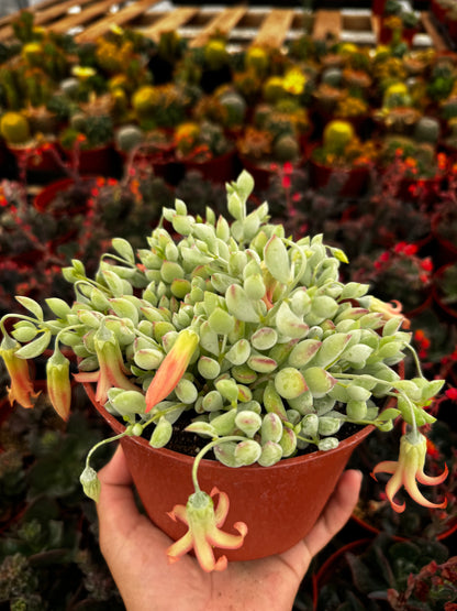 Cotyledon Pendens